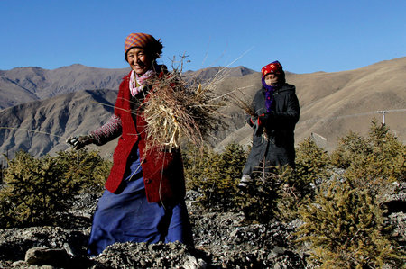 Ecological Advances on Qinghai-Tibet Plateau Help Farmers